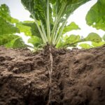 Concime dannoso per le radici, evidenziato in un articolo su effetti negativi sulla crescita delle piante.