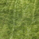 Erba del prato ingiallita, simbolo di cattiva cura e errori di manutenzione.