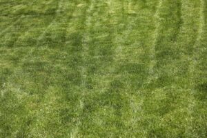 Erba del prato ingiallita, simbolo di cattiva cura e errori di manutenzione.