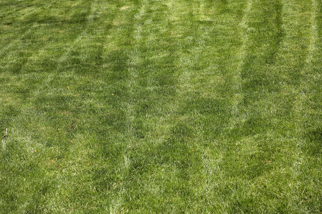 Erba del prato ingiallita, simbolo di cattiva cura e errori di manutenzione.