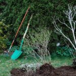Immagine di ortensie verdi senza fiori, evidenziando un terreno povero di nutrienti.