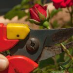 Rosa in fiore con foglie verdi, simbolo della cura e della potatura corretta.